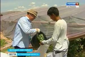 Астраханские фермеры собирают ранний урожай