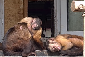 В астраханском зоопарке прибавление – у обезьян-капуцинов родился детёныш