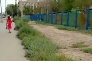 Вдоль дороги на улице Яблочкова выращивают сорняки вместо деревьев