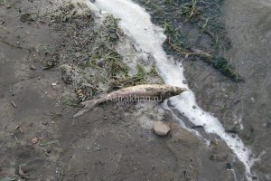 В Астрахани гибнут рыбы осетровых пород