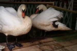 Обитатели астраханского Лебединого озера живут с комфортом (видео)