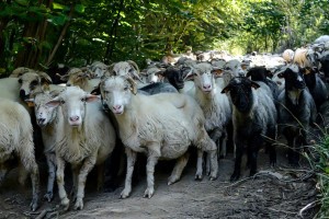 В Астрахани задержали овец без документов