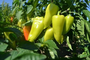 В Наримановском районе выращивают больше 500 гектаров болгарского перца