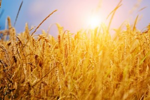 В Астраханской области засеют гибрид пшеницы и ржи