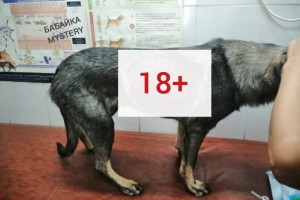 В Астрахани возбудили уголовное дело по статье «Жесткое обращение с животными»