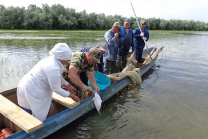 Астраханские предприятия выпустили в Волгу около 1,5 миллиарда молоди рыб