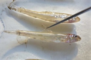 Молодь редкого вида рыб нашел астраханский ихтиолог в дельте Волги