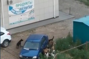 Собачья свора искусала иномарку в Астрахани (видео)