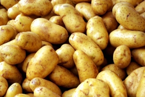 Камызякские фермеры переходят на высадку отечественных сортов картофеля