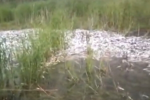 В Астраханской области в ериках погибли тонны рыбы. ВИДЕО
