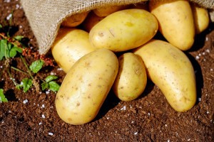 Астраханская область — первая по картофелю