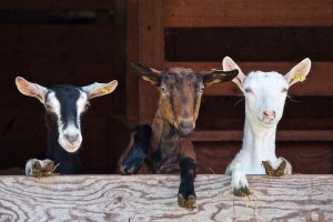 Вчера в Астраханской области украли стадо коз, 100 метров рельсов и самокат