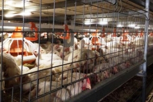 Казахстан и Беларусь сняли запрет на ввоз птицеводческой продукции из Астраханской области