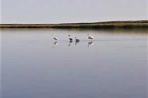 В Астраханской области заметили фламинго