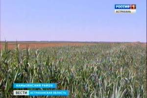 Пустынная земля. Почему сотни гектаров в Астраханской области оказались заброшенными?