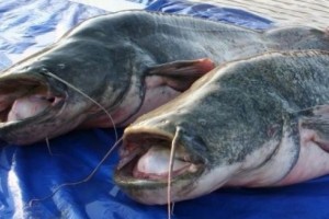 Астраханец незаконно купил и перепродал 36 тонн рыбы