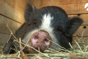 В Астраханской области обнаружены очаги африканской чумы свиней