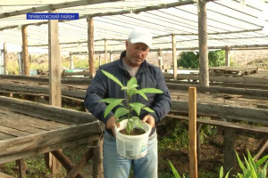 Астраханский фермер выращивает имбирь и авокадо