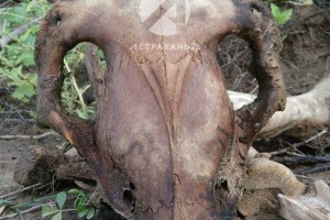 Астраханца оштрафовали за скелетированные останки животных