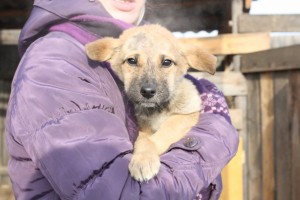 В Астрахани волонтёры собирают корма и лекарства для приюта животных