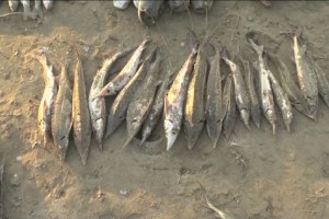 Двух астраханских браконьеров осудили на 5,5 лет