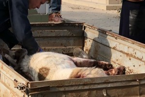 Астраханский участковый застрелил агрессивную собаку