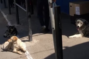 В Астрахани начали отлавливать бродячих собак
