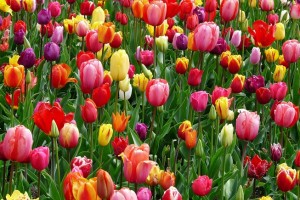 В астраханском парке высадили тысячу тюльпанов
