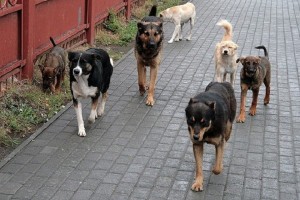 В Астрахани к декабрю планируют отловить более полутора тысяч бездомных собак
