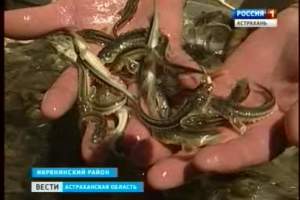 За полтора месяца астраханские рыбоводы отправят в Каспий около 20 миллиона штук молоди осетровых