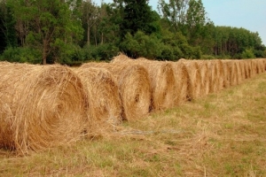 В Икрянинском районе применяют новые технологии заготовки сена