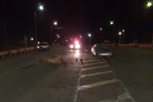 Астраханец за рулём «Лады» врезался на трассе в корову
