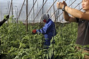 Астраханский регион планирует принять порядка 10 тысяч трудовых мигрантов