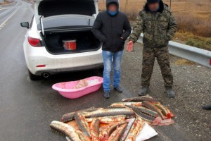 Задержанный за браконьерство астраханец заявил, что нашёл 70 кг осетров