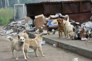 Во всех районах Астрахани отлавливают бездомных собак