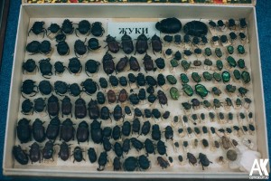 Выставка насекомых-вредителей открылась в астраханском Краеведческом музее