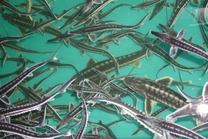 В Астрахани клетки исчезающих видов рыб замораживают в криокамере