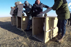 В Астраханской области выпустили на волю молодых сайгаков