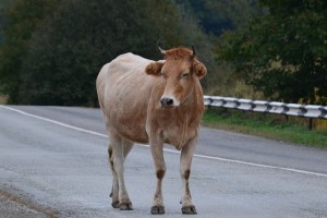 Астраханский депутат предлагает красить коров для предотвращения ДТП