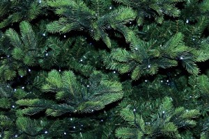 В Астрахань привозят новогодние живые елки с разных уголков России