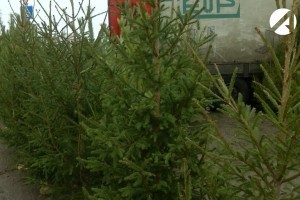 В Астрахани выявили незаконную торговлю новогодними ёлками