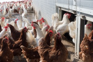 На астраханской птицефабрике обнаружили птичий грипп