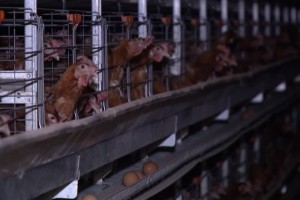 Продукцию астраханской птицефабрики, где обнаружили птичий грипп, уничтожат