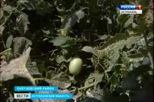 Астраханские фермеры благодаря новым технологиям готовы к сбору раннего урожая