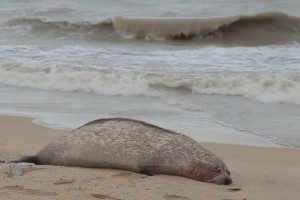 Астраханские учёные определяют причину гибели краснокнижных тюленей на Каспии
