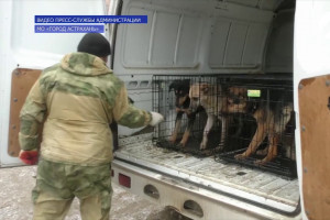 На улицы Астрахани вернули 25 чипированных собак