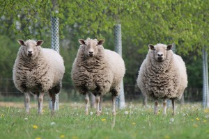 Экс заведующая отделом ветстанции в Астраханской области попалась на овцах