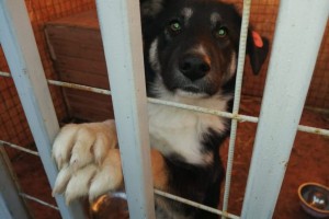 В Астрахани под питомник для бездомных собак могут отдать помещения Каспийской флотилии