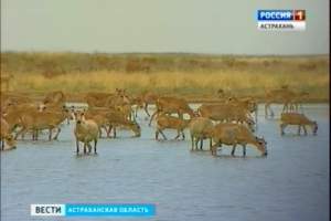В Астраханской области завершился отел сайгаков