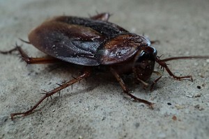 В Астрахани грядёт нашествие тараканов